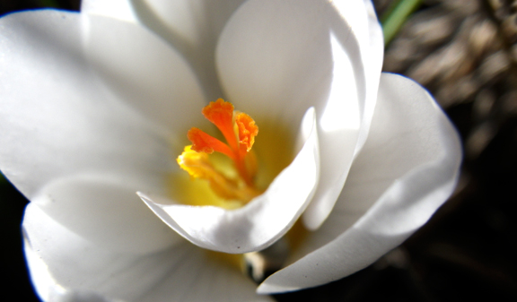Sometimes crocus have been earlier, sometimes later but they always herald the coming of Spring. Photo © 2013 John Blair