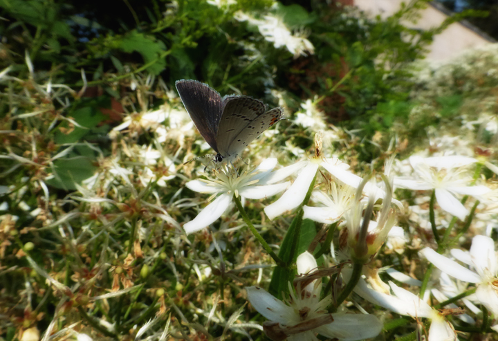 Little butterfly & clematis