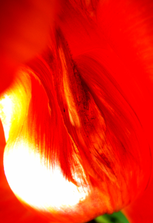 Tulip Abstract