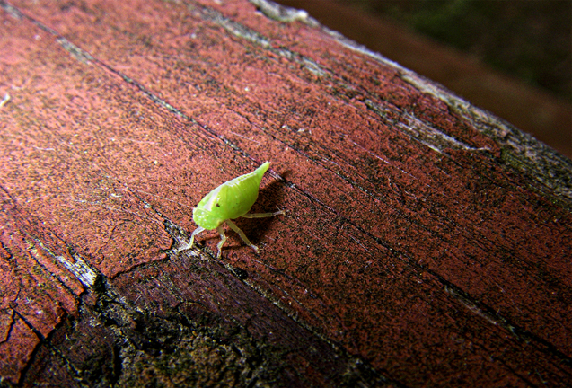 Little green bug web