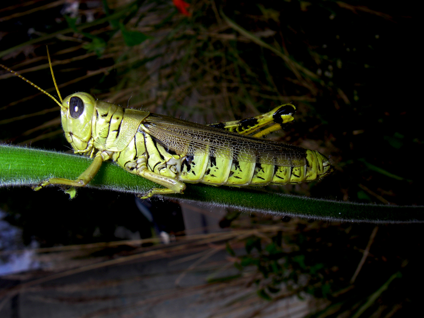 one-legged-grasshopper-web